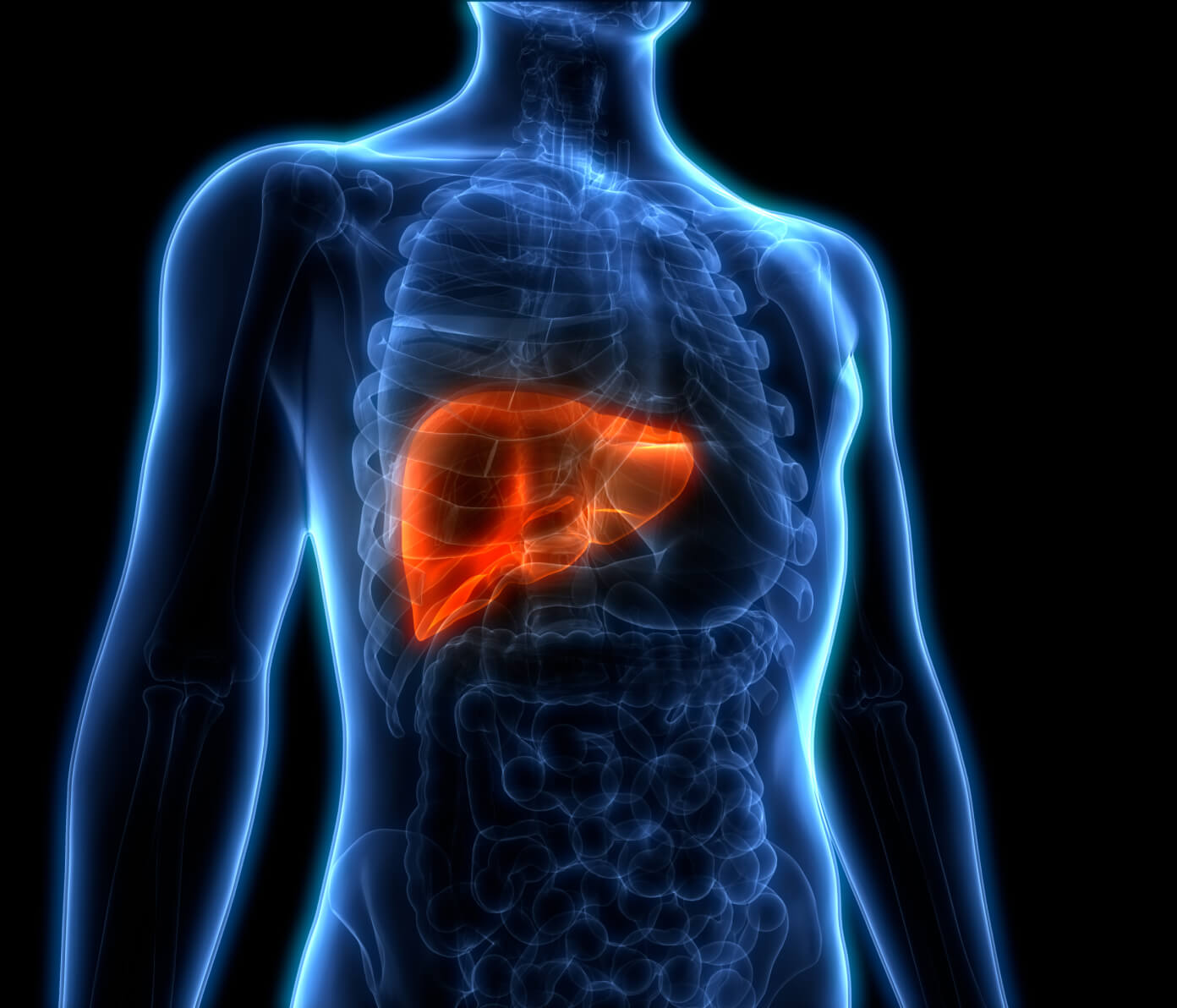 liver