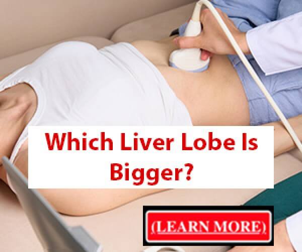 Witch Liver Lobe Is Bigger?, Learn More